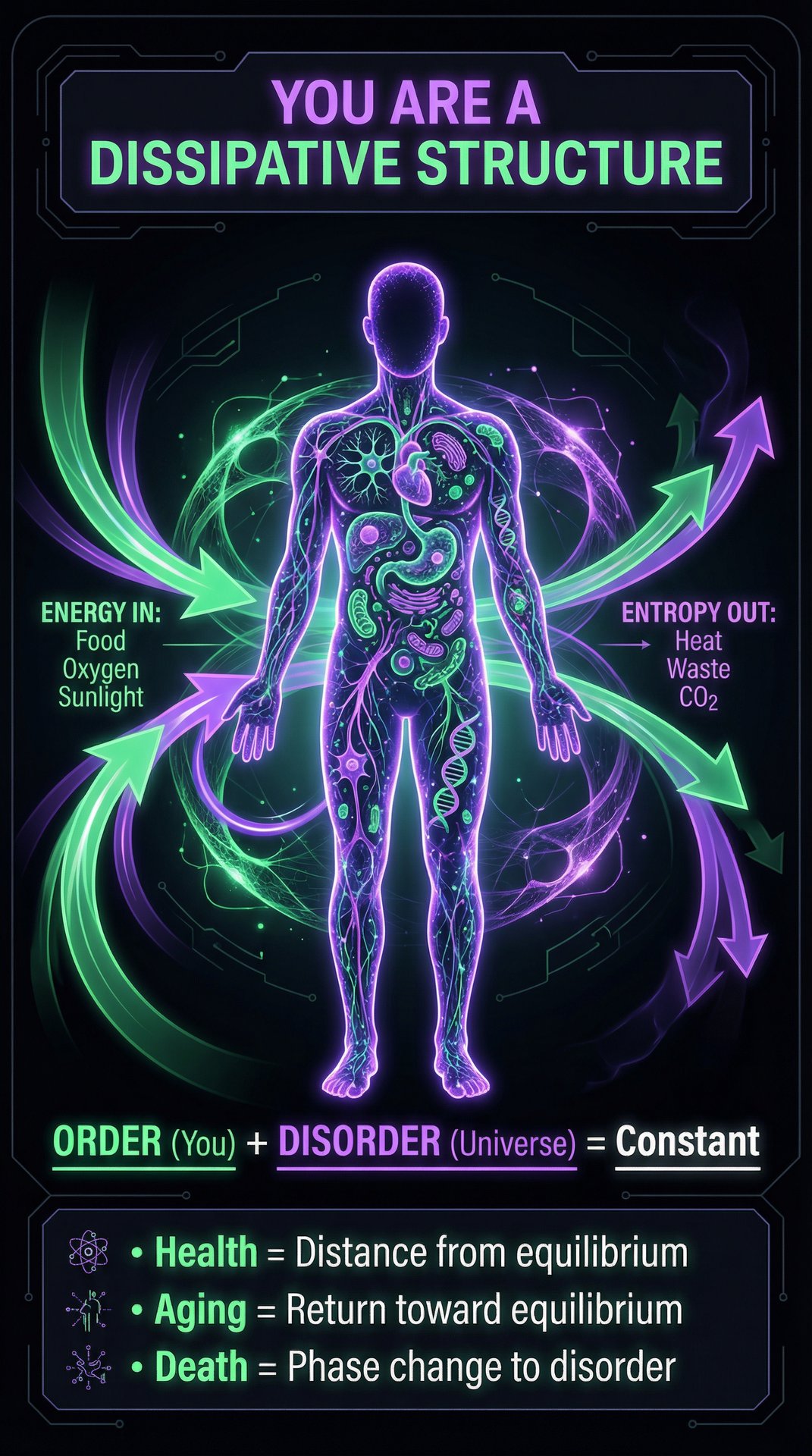 You Are A Dissipative Structure - Infographic showing energy flow through the human body